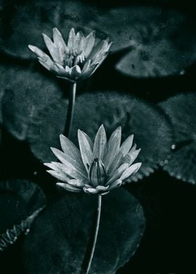 Water lily black and white