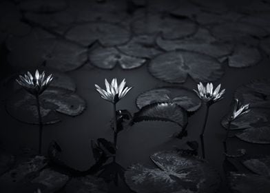 Water lily black and white