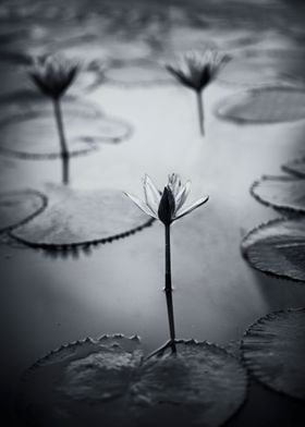 Water lily black and white