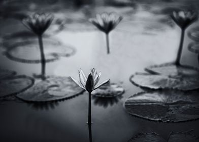 Water lily black and white