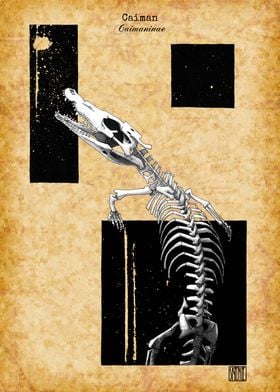 Caiman Skeleton
