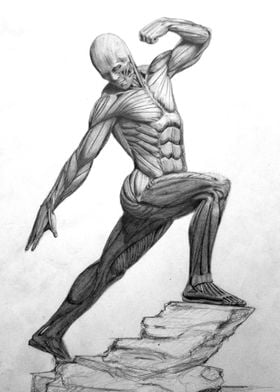 Muscle anatomy