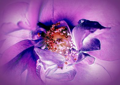 Lavender Rose IA