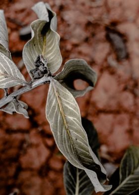 Leaves of cerrado