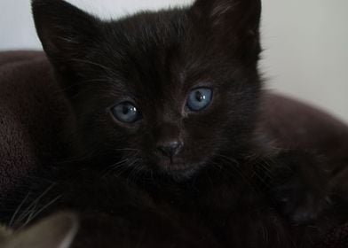 Black Kitten