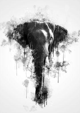 Elephant Head BW