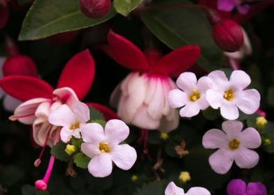 Pink Flowers