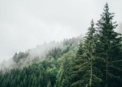 Misty Forest