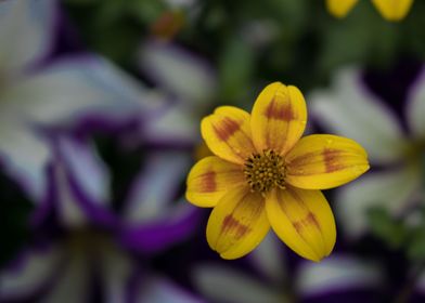 Yellow Flower