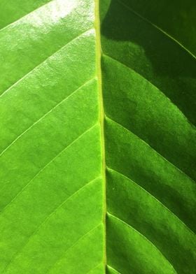 Tropical Leaf  Pattern