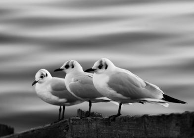 The 3 seagulls 