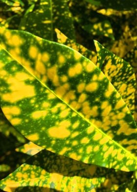Yellow Tropical Leaves