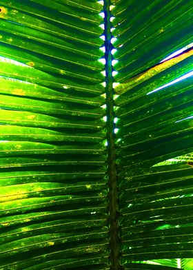 Tropical Palm Leaf 