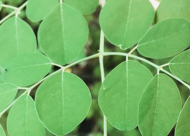 Round Leaves 