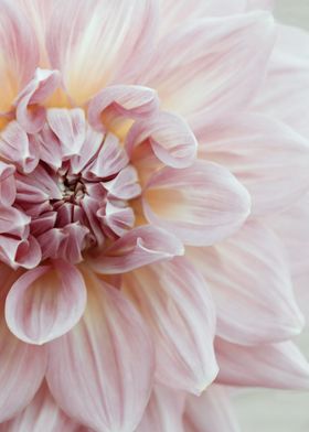 Blush Pink Dahlia No 1