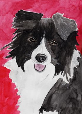 Border Collie 