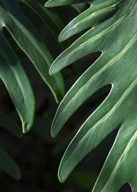 Tropical Leaves On Black