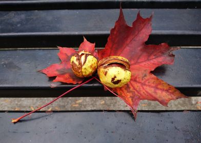 Conkers and Leaves