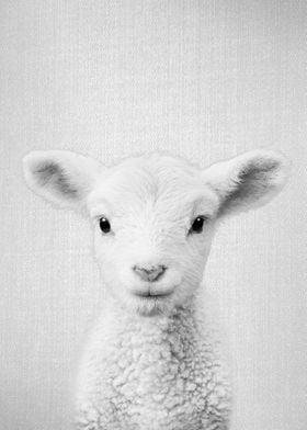 Lamb BW