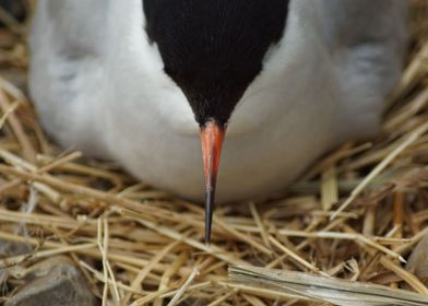 Common tern on nest