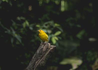 little yellow bird