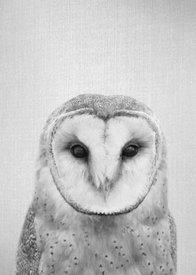 Owl BW