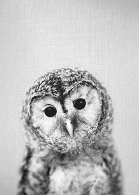 Baby Owl BW