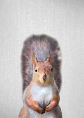 Squirrel Colorful