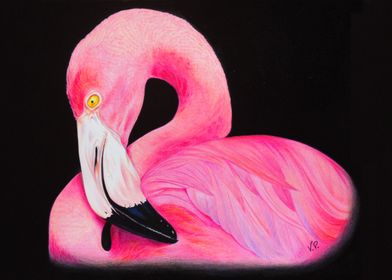 Flamingo