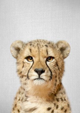 Cheetah Colorful