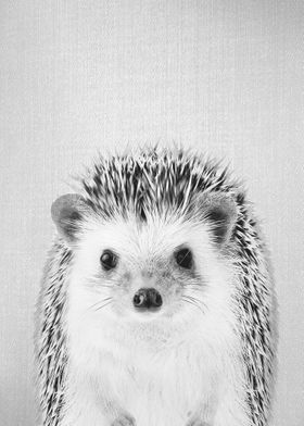 Hedgehog BW