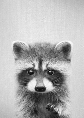 Raccoon BW