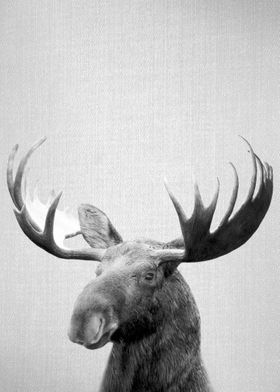 Moose BW