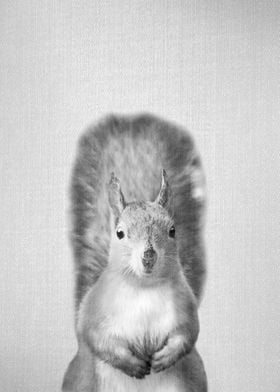 Squirrel BW