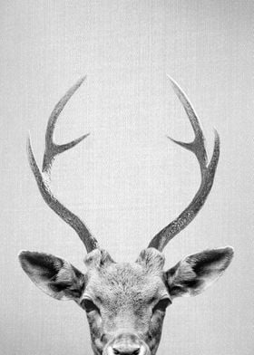 Deer BW