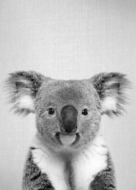 Koala BW