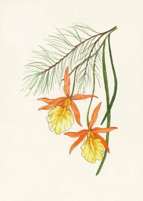 Orange Miltonia Orchid