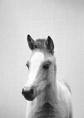 Baby Horse BW