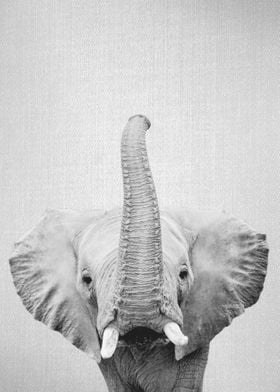 Elephant BW