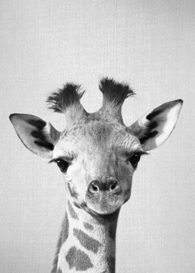 Baby Giraffe BW