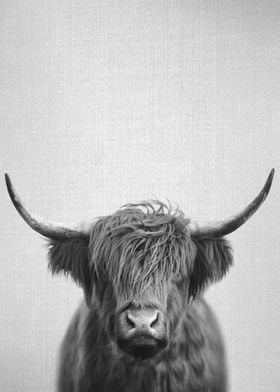 Highland Cow BW