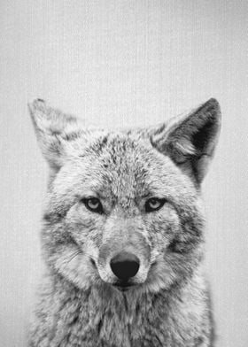 Coyote BW