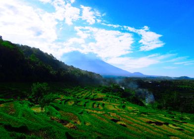 Volcano and Rice field