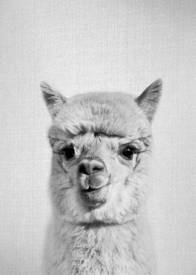 Alpaca BW