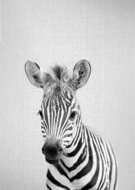 Baby Zebra BW