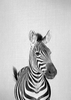 Zebra BW