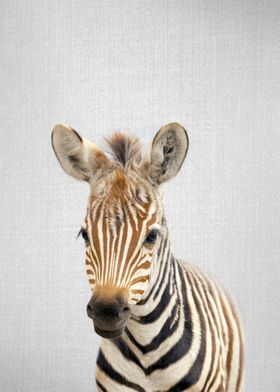 Baby Zebra Colorful