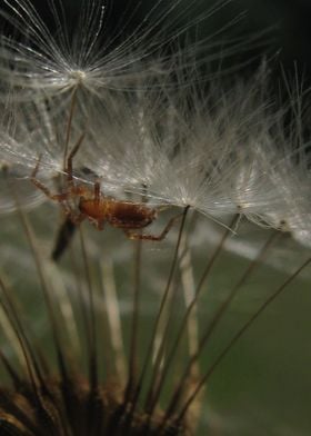 Spider in Dandelion