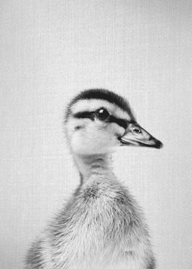 Duckling BW