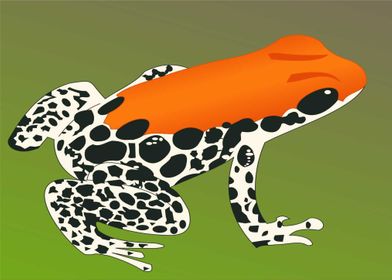 orange white frog